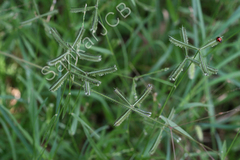 Dactyloctenium aegyptium